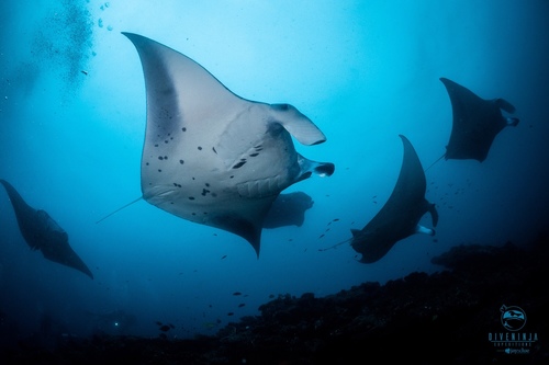 (c) Marine Explorer (Dr John Turnbull), some rights reserved (CC BY-NC-SA)