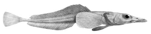 R. Mintern, no known copyright restrictions (public domain) R. Mintern, no known copyright restrictions (public domain)