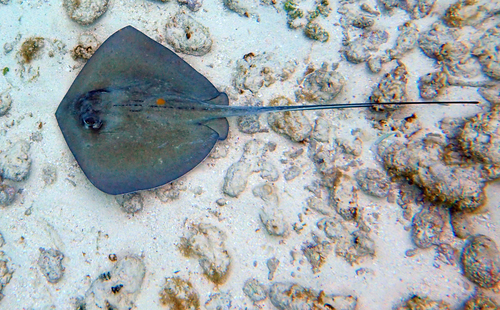 Common Whiptail Stingrays (Dasyatinae)
